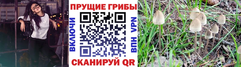 Галлюциногенные грибы Psilocybe  Артёмовск 